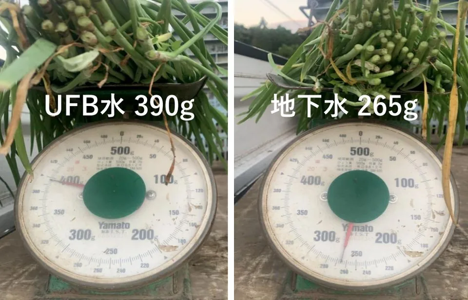ニラ一株の重さの比較。UFB水で育てたものは390g、地下水で育てたものは265g
