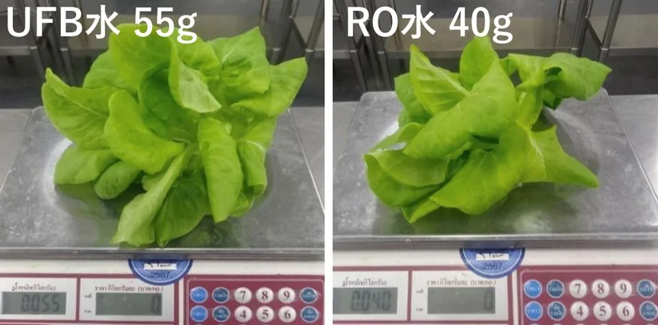 バターヘッド38日後の一株の重さ。UFB水55g、RO水40g