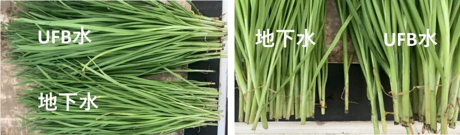 UFB水と地下水で育てたニラの葉と茎の比較
