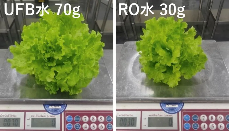 バタビアレタス37日後の一株の重さ。UFB水70g、RO水30g